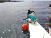 フィリピン　ボホール島　ダイビング